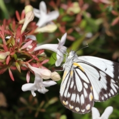 Belenois java at Evatt, ACT - 1 Apr 2020