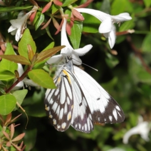 Belenois java at Evatt, ACT - 1 Apr 2020 03:53 PM