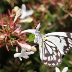 Belenois java at Evatt, ACT - 1 Apr 2020