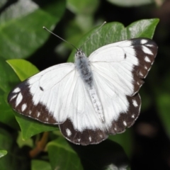 Belenois java at Evatt, ACT - 1 Apr 2020