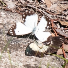 Belenois java (Caper White) at Cooleman Ridge - 1 Apr 2020 by SWishart