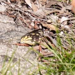 Belenois java at Tuggeranong DC, ACT - 1 Apr 2020 02:53 PM