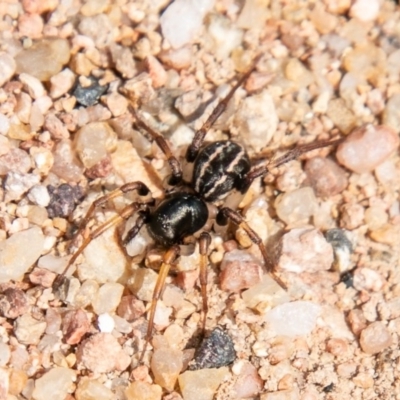 Zodariidae (family) (Unidentified Ant spider or Spotted ground spider) at Chapman, ACT - 1 Apr 2020 by SWishart