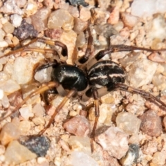 Zodariidae (family) at Chapman, ACT - 1 Apr 2020