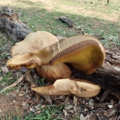 Phlebopus marginatus (Giant Bolete) at Aranda Bushland - 1 Apr 2020 by CathB