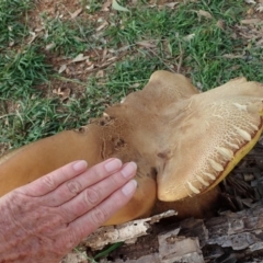 Phlebopus marginatus at Dunlop, ACT - 1 Apr 2020