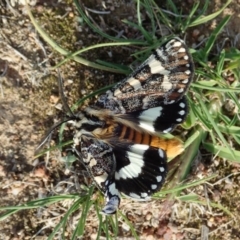 Apina callisto (Pasture Day Moth) at Aranda Bushland - 1 Apr 2020 by CathB