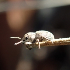 Curculionidae (family) (Unidentified weevil) at Aranda, ACT - 31 Mar 2020 by CathB