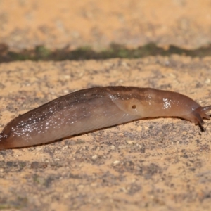 Ambigolimax sp. (valentius and waterstoni) at Evatt, ACT - 1 Apr 2020