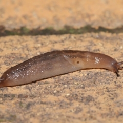 Ambigolimax nyctelia (Striped Field Slug) at Evatt, ACT - 1 Apr 2020 by Tim L