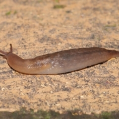 Ambigolimax sp. (valentius and waterstoni) at Evatt, ACT - 1 Apr 2020