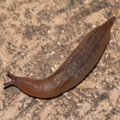 Ambigolimax sp. (valentius and waterstoni) at Evatt, ACT - 1 Apr 2020