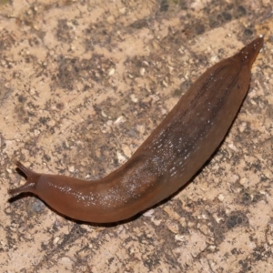 Ambigolimax sp. (valentius and waterstoni) at Evatt, ACT - 1 Apr 2020