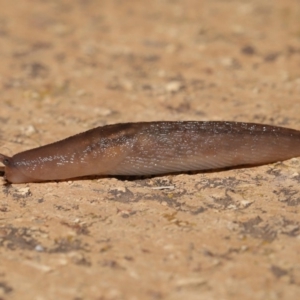 Ambigolimax nyctelia at Evatt, ACT - 1 Apr 2020