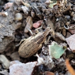 Sitona discoideus (Sitona weevil or Lucerne weevil) at Cook, ACT - 31 Mar 2020 by CathB