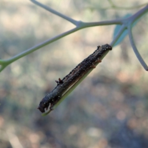 Antictenia punctunculus at Dunlop, ACT - 31 Mar 2020