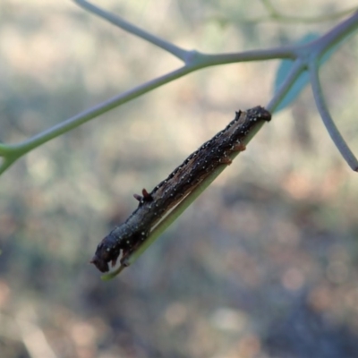 Antictenia punctunculus (A geometer moth) at Dunlop, ACT - 31 Mar 2020 by CathB