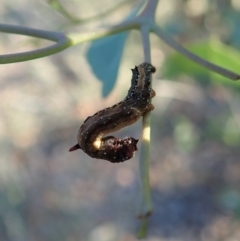 Antictenia punctunculus at Dunlop, ACT - 31 Mar 2020