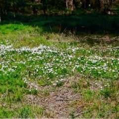 Brachyscome mittagongensis at Wingecarribee Local Government Area - 2 Mar 2020 by KarenG