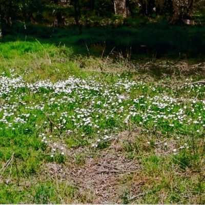 Brachyscome mittagongensis at Wingecarribee Local Government Area - 2 Mar 2020 by KarenG