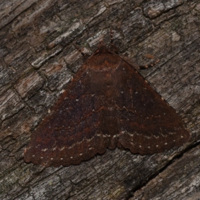 Praxis porphyretica (Praxis porphyretica) at Tidbinbilla Nature Reserve - 10 Nov 2018 by GlennCocking