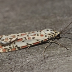 Utetheisa pulchelloides (Heliotrope Moth) at Hackett, ACT - 14 Mar 2018 by GlennCocking