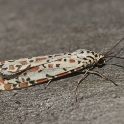 Utetheisa pulchelloides (Heliotrope Moth) at Black Mountain - 14 Mar 2018 by GlennCocking