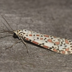 Utetheisa pulchelloides at Hackett, ACT - 15 Mar 2018