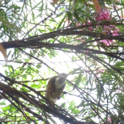 Acanthorhynchus tenuirostris (Eastern Spinebill) at Curtin, ACT - 2 Apr 2020 by BenW