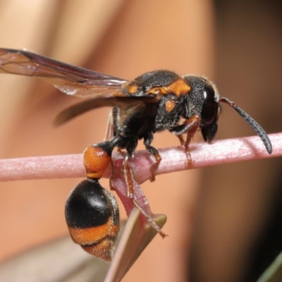 Eumeninae (subfamily) (Unidentified Potter wasp) at Acton, ACT - 15 Mar 2020 by TimL