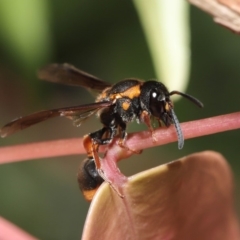 Deuterodiscoelius sp. (genus) at Acton, ACT - 15 Mar 2020