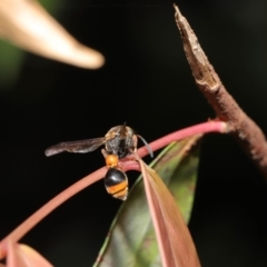 Deuterodiscoelius sp. (genus) at Acton, ACT - 15 Mar 2020