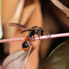 Eumeninae (subfamily) at Acton, ACT - 15 Mar 2020