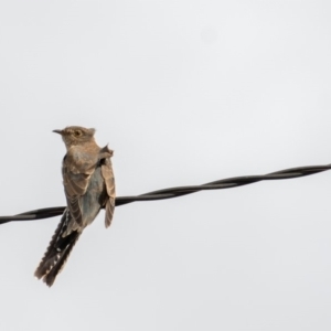 Cacomantis flabelliformis at Florey, ACT - 2 Apr 2020