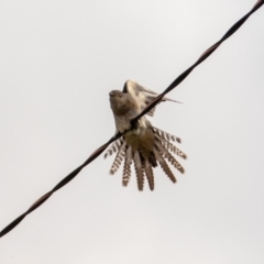 Cacomantis flabelliformis at Florey, ACT - 2 Apr 2020