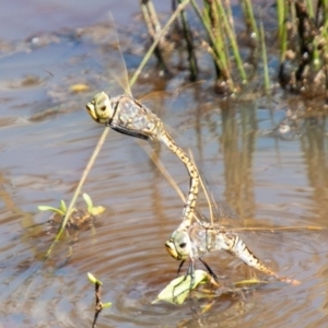 Anax papuensis at Symonston, ACT - 31 Mar 2020