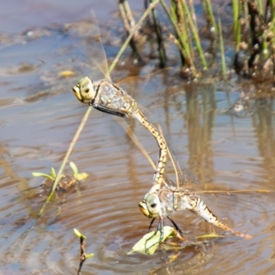 Anax papuensis (Australian Emperor) at Callum Brae - 31 Mar 2020 by SWishart