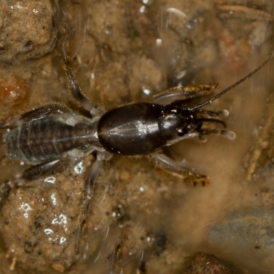 Gryllotalpa nitidula (Mole Cricket) at Bruce Ridge to Gossan Hill - 9 Feb 2019 by Bron