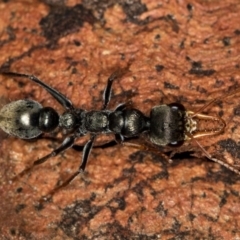 Myrmecia sp., pilosula-group (Jack jumper) at Bruce Ridge to Gossan Hill - 9 Feb 2019 by Bron