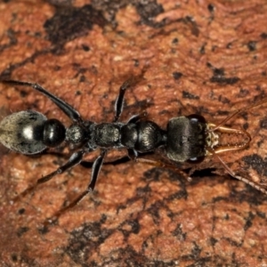 Myrmecia sp., pilosula-group at Bruce, ACT - 10 Feb 2019