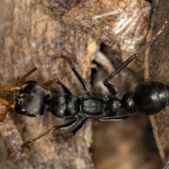 Myrmecia sp., pilosula-group at Bruce, ACT - 10 Feb 2019