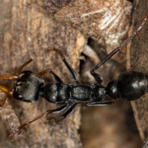 Myrmecia sp., pilosula-group at Bruce, ACT - 10 Feb 2019 05:26 AM