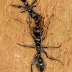 Myrmecia sp., pilosula-group at Bruce, ACT - 10 Feb 2019