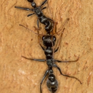 Myrmecia sp., pilosula-group at Bruce, ACT - 10 Feb 2019 05:26 AM