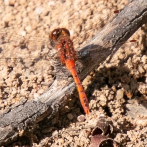 Diplacodes bipunctata at Symonston, ACT - 31 Mar 2020