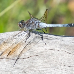 Orthetrum caledonicum at Symonston, ACT - 31 Mar 2020 02:17 PM