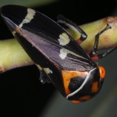 Eurymeloides pulchra (Gumtree hopper) at Ainslie, ACT - 29 Mar 2020 by jb2602