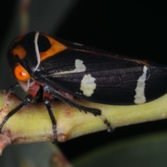 Eurymeloides pulchra at Ainslie, ACT - 29 Mar 2020