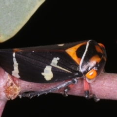 Eurymeloides pulchra at Ainslie, ACT - 29 Mar 2020