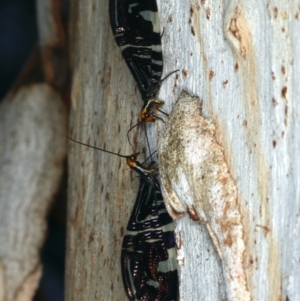 Porismus strigatus at Majura, ACT - 29 Mar 2020